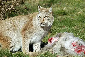 Lynx (Lynx lynx) at a zoo in Germany, Europe