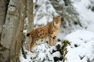 Lynx or Northern lynx (Lynx lynx)