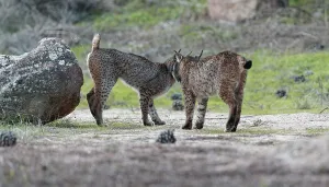 Lynx pardinus, old lynx marking its territory