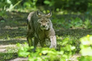 A lynx in the shade of a forest