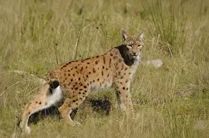 A lynx stands vigil in a meadow surrounded by tall grass and natural vegetation