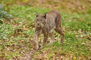 A lynx walks attentively through the leaf-covered forest