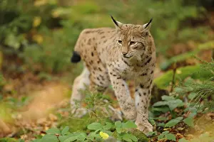 A lynx walks through autumn forest with spotted fur