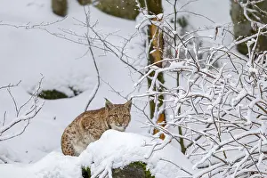 Lynx in winter in the open-air animal enclosure in the Bavarian Forest National Park