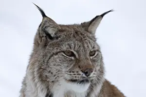 Lynxes (Lynx) (C) in Polar Park in winter
