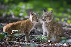 Lynxes (Lynx lynx), Germany, Europe