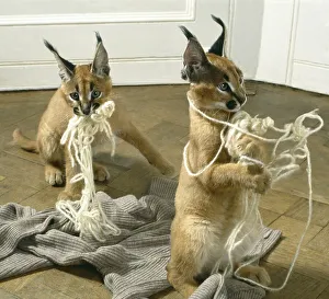 Two lynxes playing with yarn, England