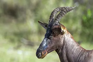 Lyre antelope (Damaliscus lunatus) Topi