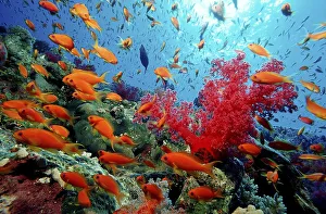 Lyretail anthias Pseudanthias squamipinnis