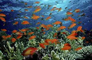 Lyretail Anthias (Pseudanthias squamipinnis)