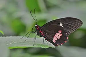 Lysander Cattleheart (Parides lysander)