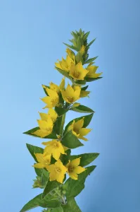 Lysdimachus on a blue background studio shots