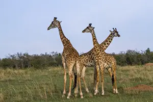 Maasai giraffe cows (Giraffa), Kenya