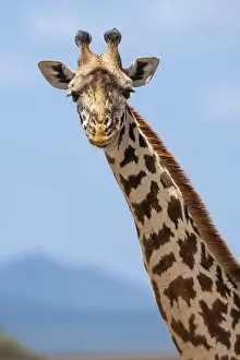 Maasai giraffe (Giraffa camelopardalis tippelskirchi)