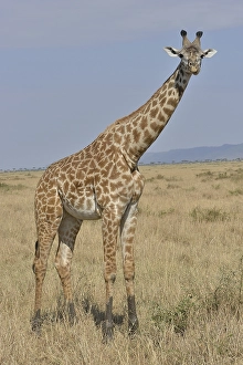 Maasai Giraffe or Kilimanjaro Giraffe (Giraffa camelopardalis tippelskirchi)