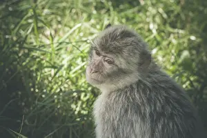 (Macaca) monkey in green grass in the summertime
