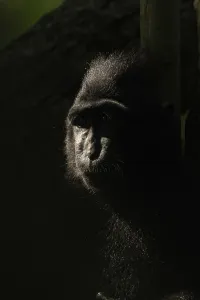 Macaca nigra, tangkoko national park, indonesia