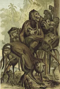 Macaque (Macaca), a primate genus of the guenon family