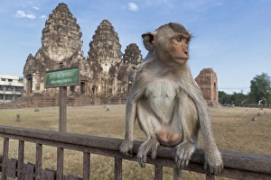 Macaque monkey (Macaca) at Phra Prang Sam Yot
