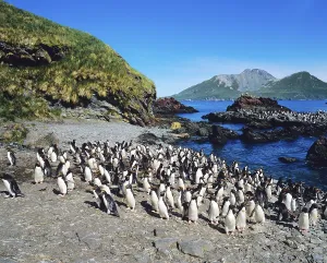 Macaroni Penguins (Eudyptes chrysolophus)
