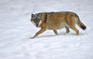 Mackenzie Valley Wolf, Canadian Timberwolf (Canis lupus lycaon) in the snow