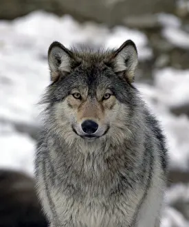 Mackenzie valley wolf (Canis lupus occidentalis)
