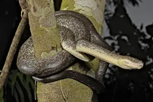 Macklot's python (Liasis mackloti) Papuan Macklot's python (Liasis mackloti) Papuan