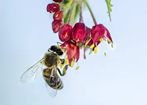 Macro of a bee pollinating on the blossoms of a japanese maple tree