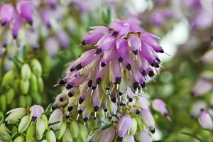Macro of blossoms (erica carnea) from a winter-flowering heather plant