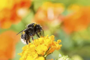 Macro of a bumblebee collecting nectar on a lantana camara flower