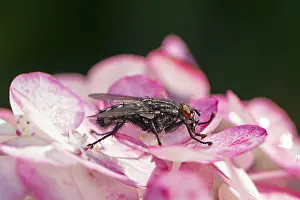 Macro of a fly sitting on a blossom