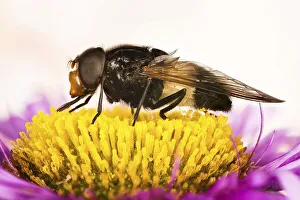 Macro Focus Stacking, Pellucid Fly or Pellucid Hoverflies or Large Pied-hoverfly (Volucella pellucens) on flower