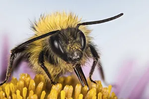 Macro focus stacking of Early bumblebee (Bombus pratorum) in Devon in England
