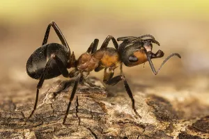 Macro Focus Stacking picture of Red Wood Ant (Formica rufa) in Devon in England