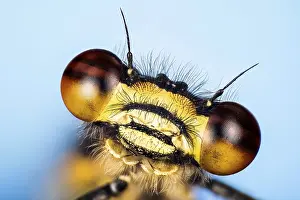 Macro Fucus Stacking portrait of male of Large Red Damselfly (Pyrrhosoma nymphula) in Devon in England
