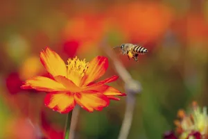 Macro fullcolor of flower with bee