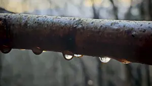 Macro image of a branch with water droplets in which trees are reflected