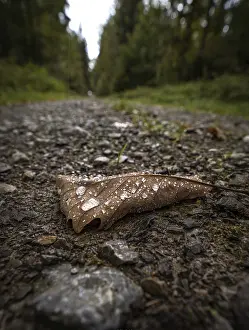 Macro image of a leaf with water drops on a stony forest path