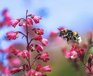 Macro of a northern white-tailed bumblebee flying to a red heuchera flower blossom