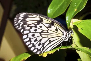 Macro photo of butterfly sitting on flower