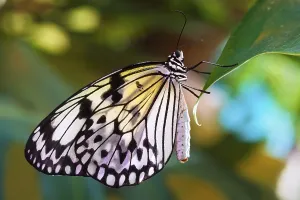 Macro photo of butterfly sitting on flower