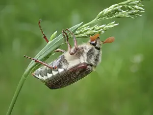 Framed Print : Macro photograph of a beetle, common cockchafer (Melolontha melolontha)