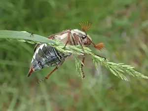 Framed Print : Macro photograph of a beetle, common cockchafer (Melolontha melolontha)