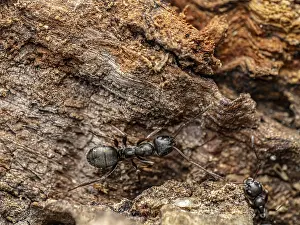 Macro photograph showcasing ants crawling over textured bark