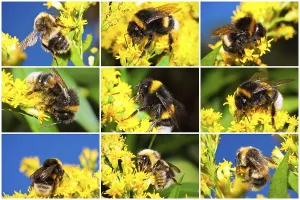Macro photos of nice Bumblebee working on Flower