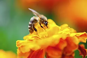 Macro shot of bee collecting pollen from calendula flower in nature