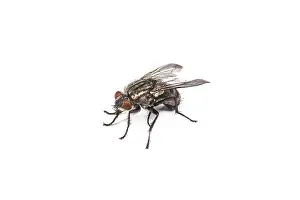 Macro shot of a housefly, Fly isolated on a white background