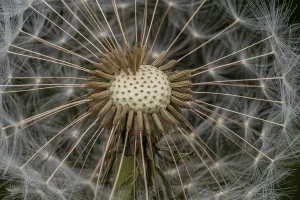 Macro shot of remaining attached dandelion seeds on partly bald flower head
