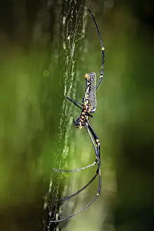 Macro shot of a spider on its spider web with a green