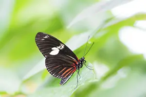 Macro of a Tropical Passion-vine butterfly